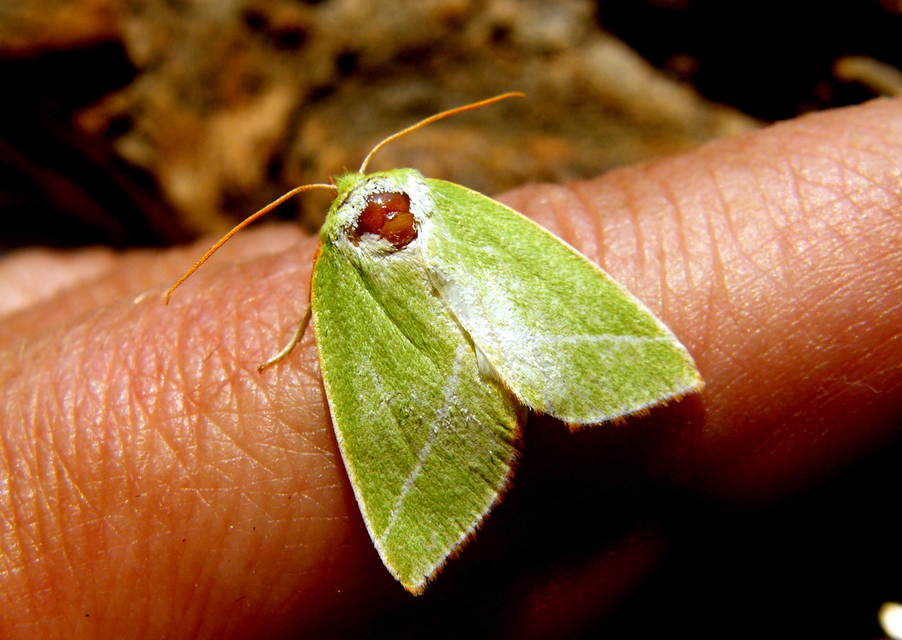 Pseudoips prasinana - bükkfa-zöldbagoly