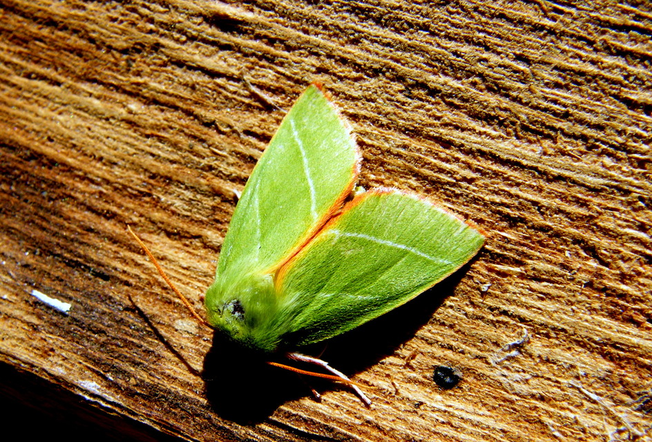 Pseudoips prasinana - bükkfa-zöldbagoly
