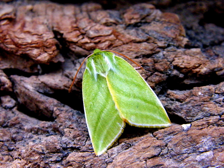 Pseudoips prasinana - bükkfa-zöldbagoly