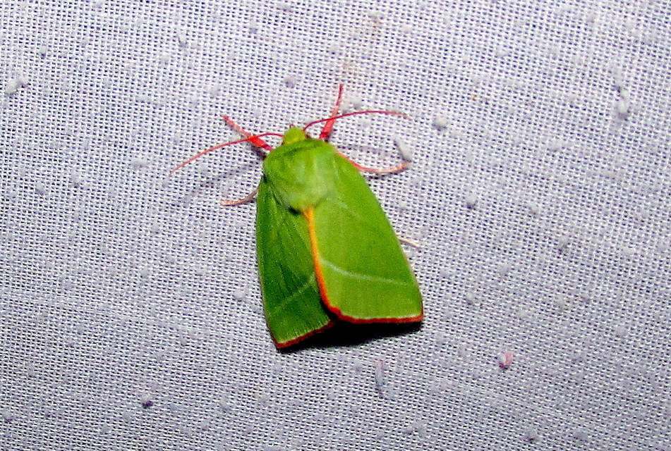 Pseudoips prasinana - bükkfa-zöldbagoly
