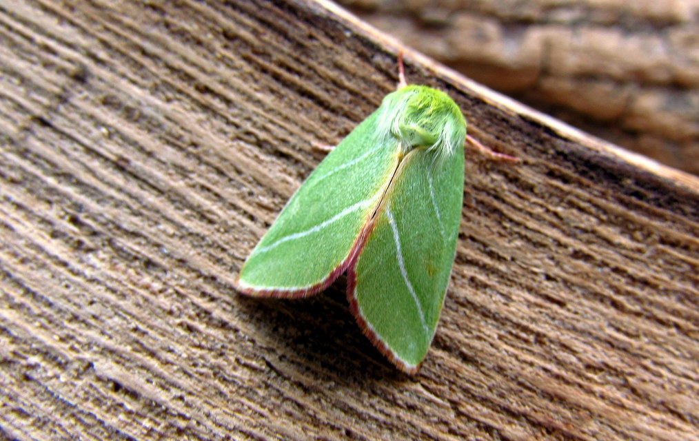 Pseudoips prasinana - bükkfa-zöldbagoly