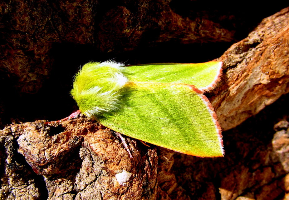 Pseudoips prasinana - bükkfa-zöldbagoly