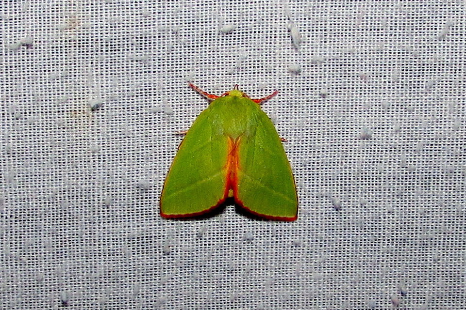 Pseudoips prasinana - bükkfa-zöldbagoly
