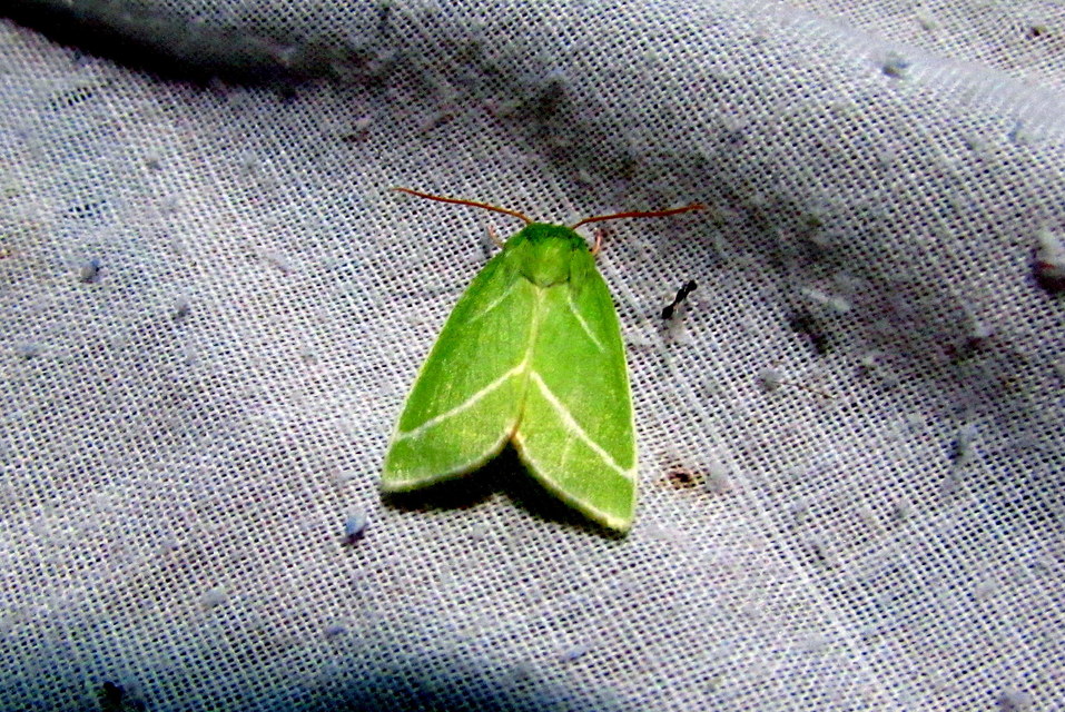 Pseudoips prasinana - bükkfa-zöldbagoly