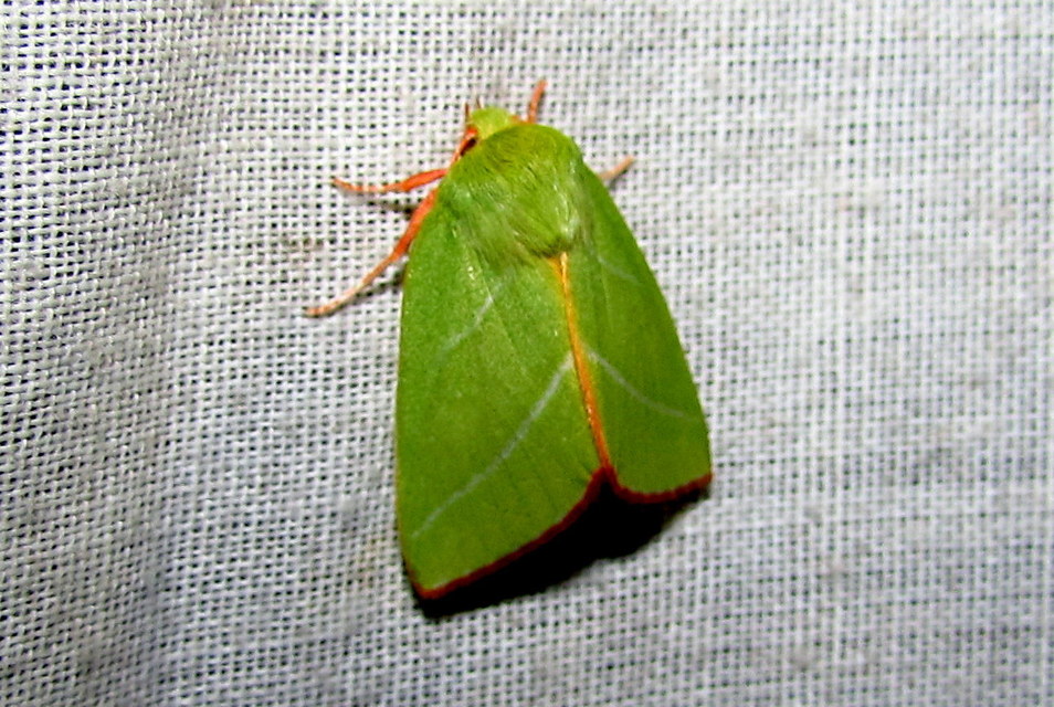 Pseudoips prasinana - bükkfa-zöldbagoly