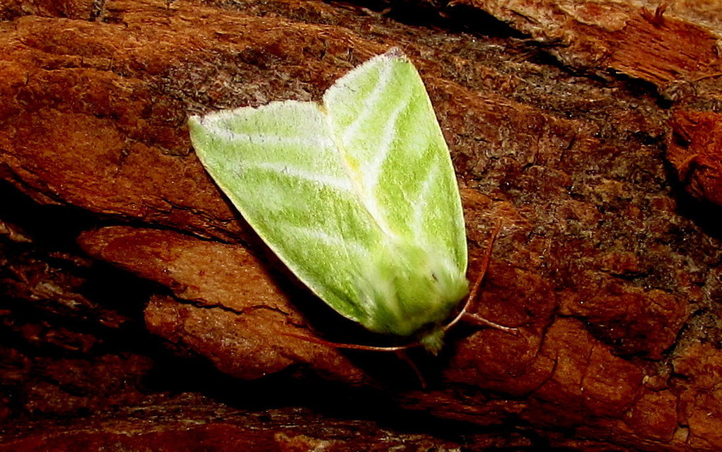 Pseudoips prasinana - bükkfa-zöldbagoly