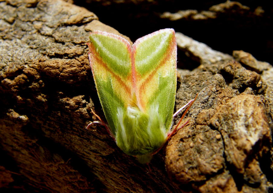 Pseudoips prasinana - bükkfa-zöldbagoly