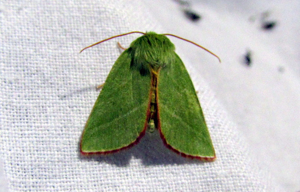 Pseudoips prasinana - bükkfa-zöldbagoly