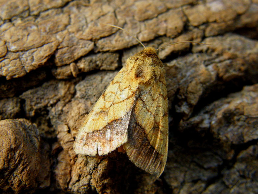 Pyrrhia umbra - iglicebagoly