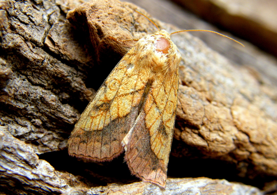 Pyrrhia umbra - iglicebagoly