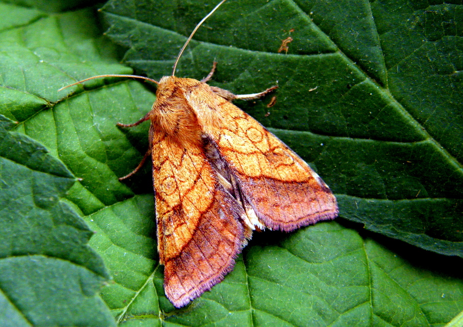 Pyrrhia umbra - iglicebagoly