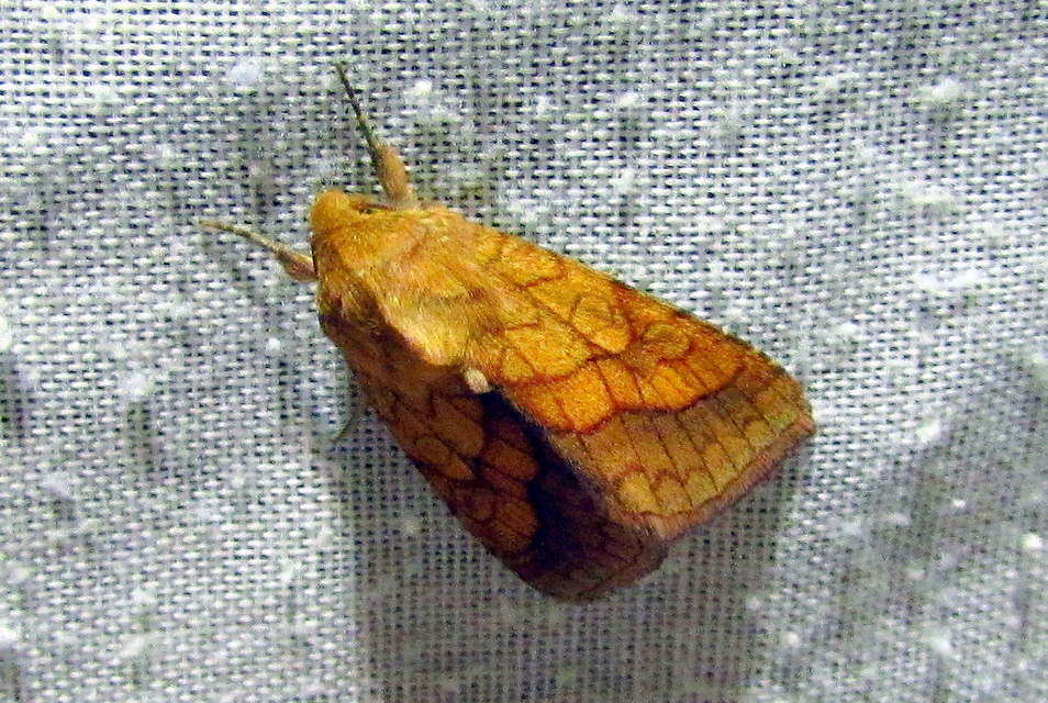 Pyrrhia umbra - iglicebagoly