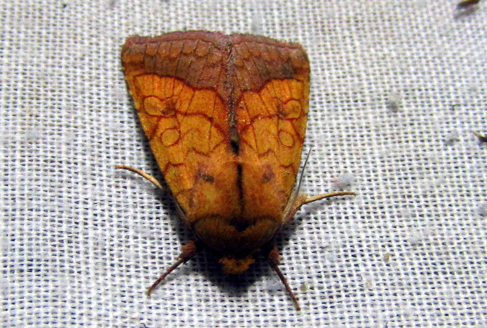 Pyrrhia umbra - iglicebagoly