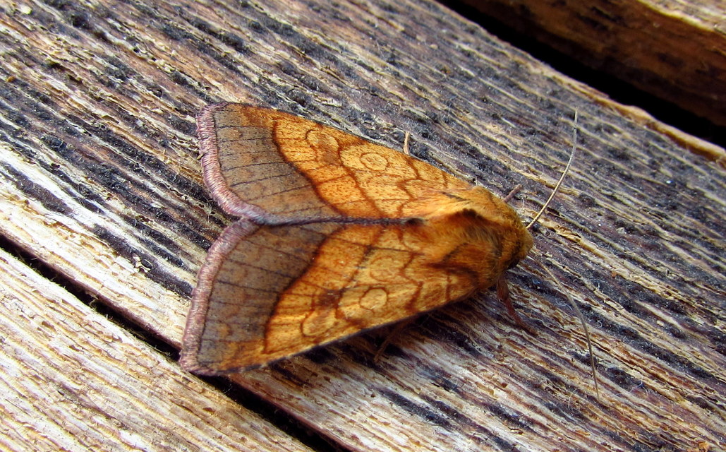 Pyrrhia umbra - iglicebagoly