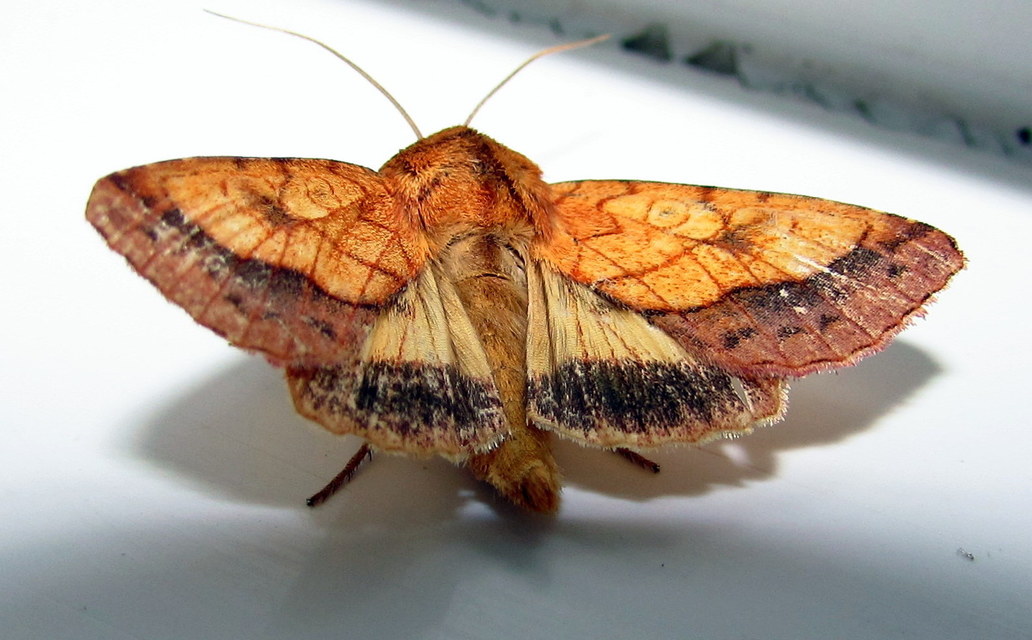 Pyrrhia umbra - iglicebagoly