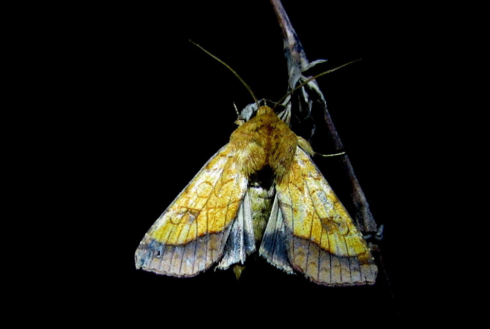 Pyrrhia umbra - iglicebagoly