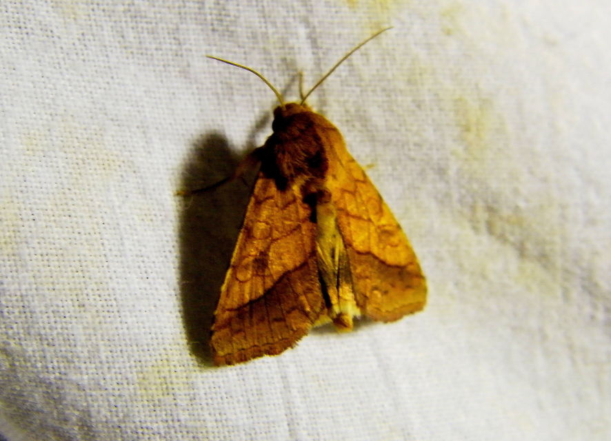 Pyrrhia umbra - iglicebagoly