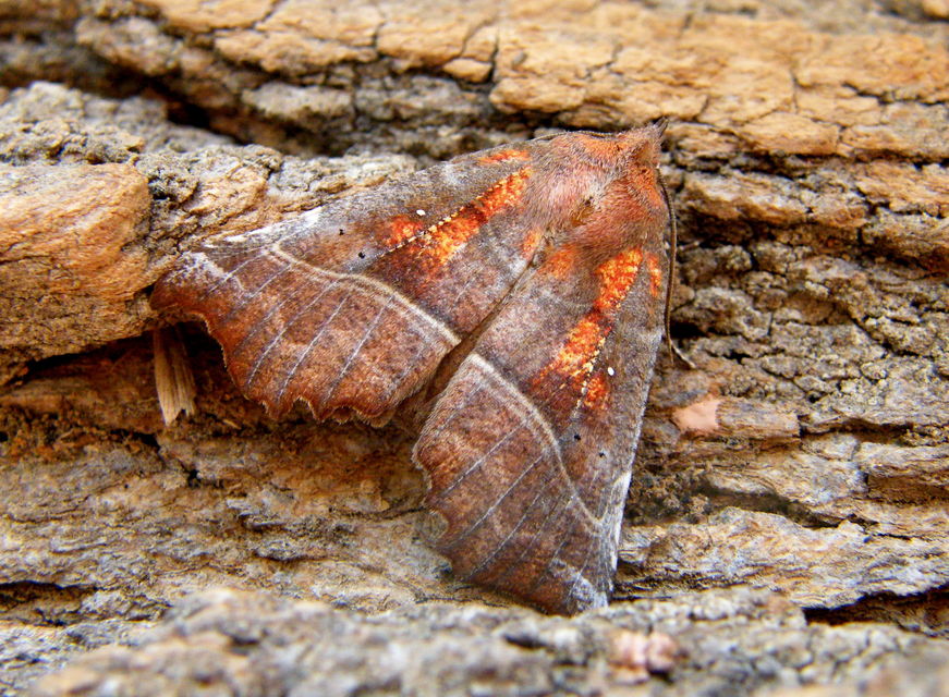 Scoliopteryx libatrix - vörös csipkésbagoly