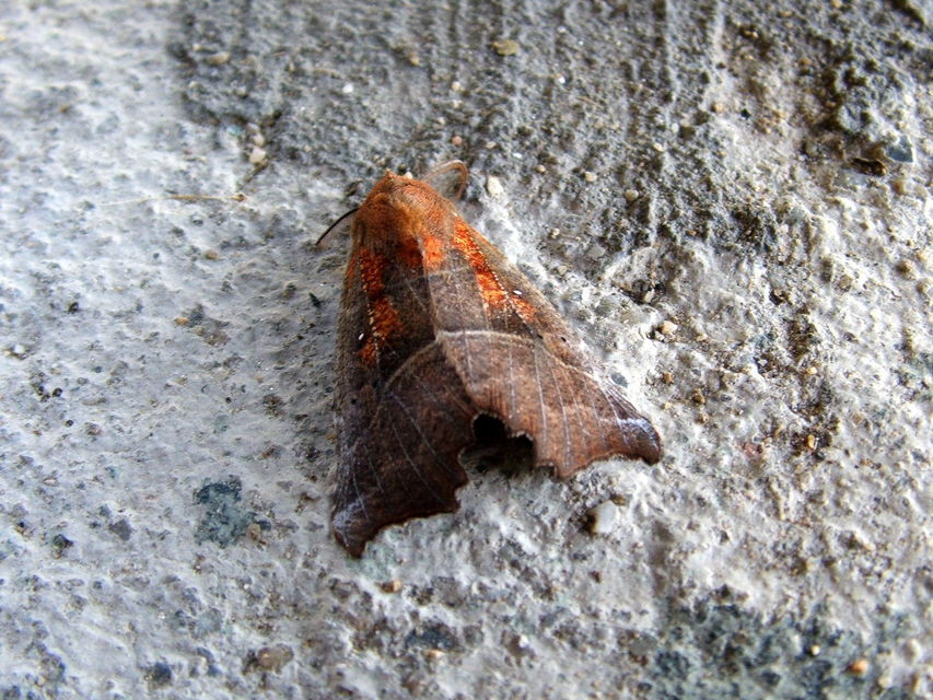 Scoliopteryx libatrix - vörös csipkésbagoly