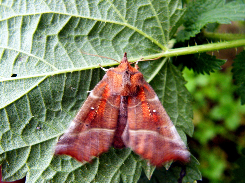 Scoliopteryx libatrix - vörös csipkésbagoly
