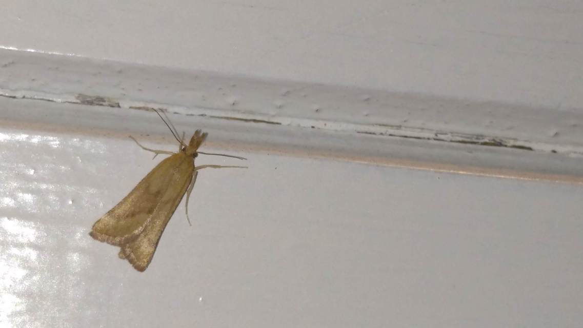 Synaphe punctalis - hosszúlábú fényilonca