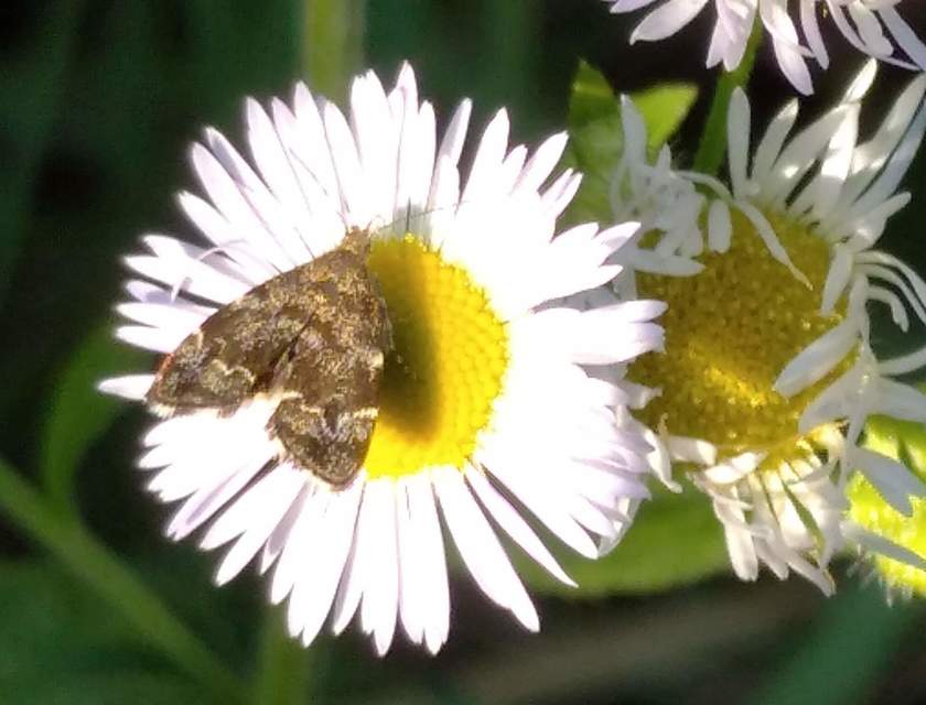 Choreutidae - levélmolyfélék