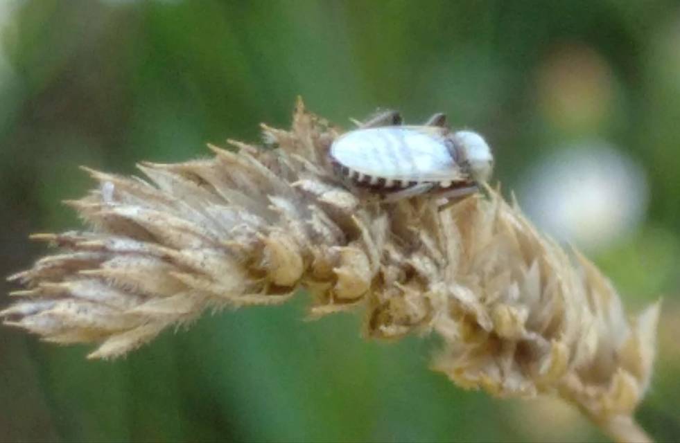 Sphaeromias pictus