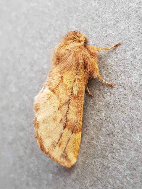 Ptilophora plumigera - tollas púposszövő