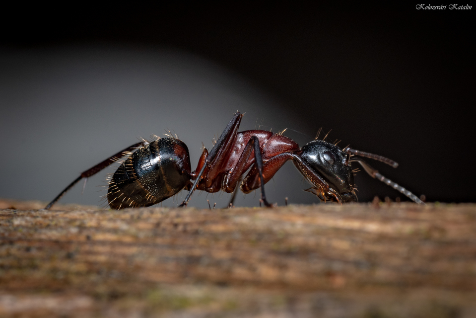 Camponotus ligniperda - faodvasító lóhangya