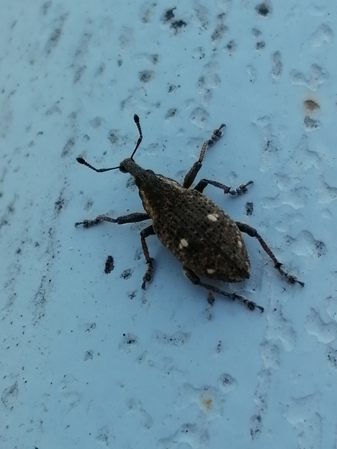 Lepyrus palustris - kétpettyes fűzormányos