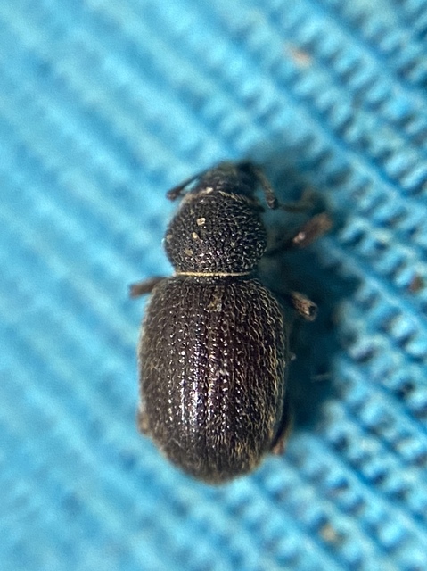 Otiorhynchus brunneus - barna gyalogormányos