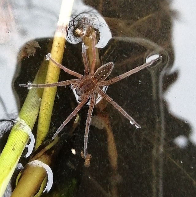 Dolomedes plantarius/fimbriatus