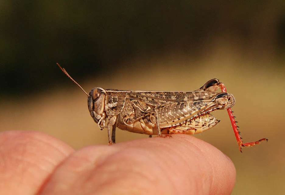 Calliptamus italicus - olaszsáska