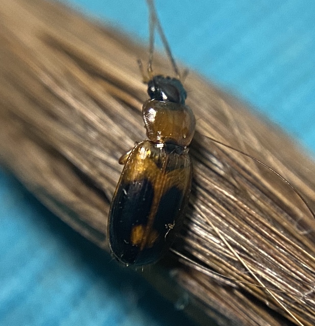 Badister meridionalis - közönséges posványfutonc