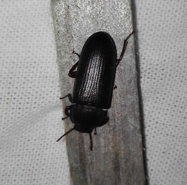 Tenebrio molitor - közönséges lisztbogár