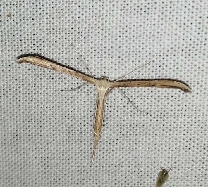 Emmelina monodactyla/argoteles