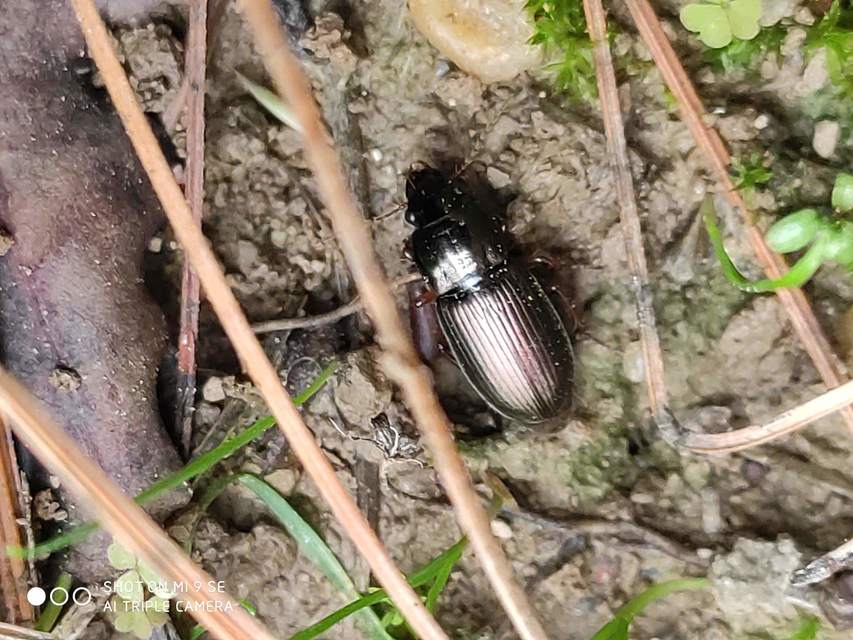 Harpalus distinguendus - mezei lomhafutó
