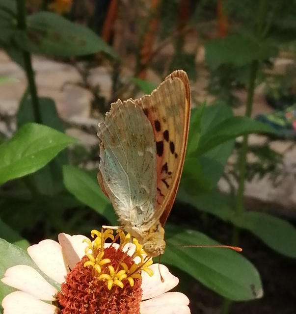 Argynnis pandora - zöldes gyöngyházlepke