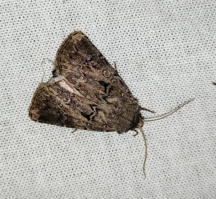 Agrotis bigramma - kétjegyű földibagoly