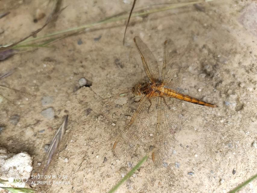 Orthetrum coerulescens - karcsú pásztorszitakötő