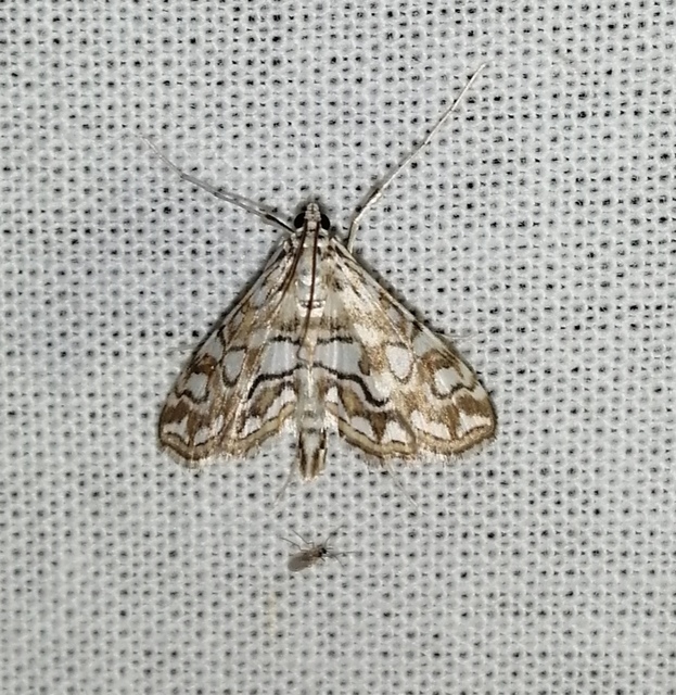 Elophila nymphaeata - tarka vízimoly