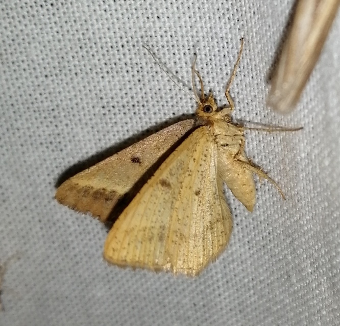Tephrina arenacearia - lucerna-araszoló