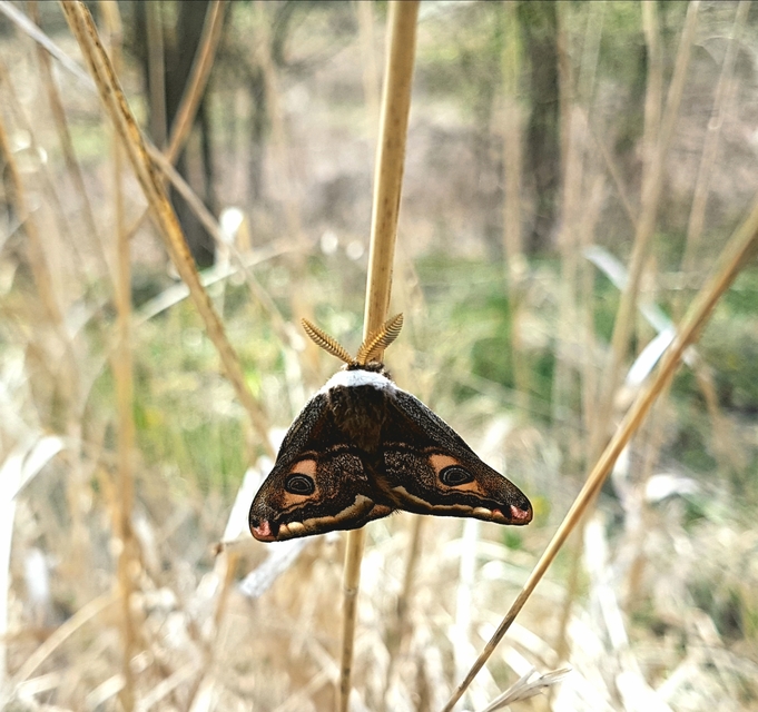 Saturnia pavoniella/pavonia