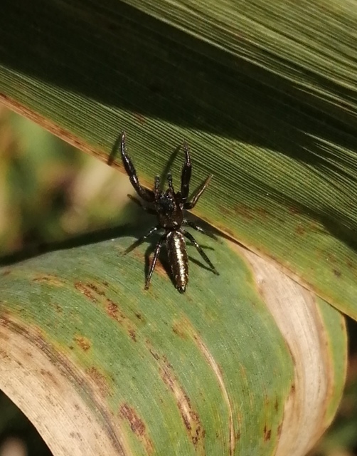 Mendoza canestrinii - mediterrán nádiugrópók