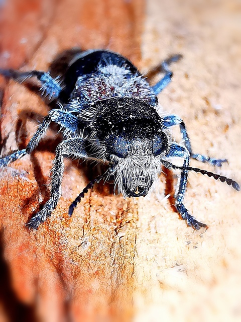 Clerus mutillarius - feketenyakú szúfarkas