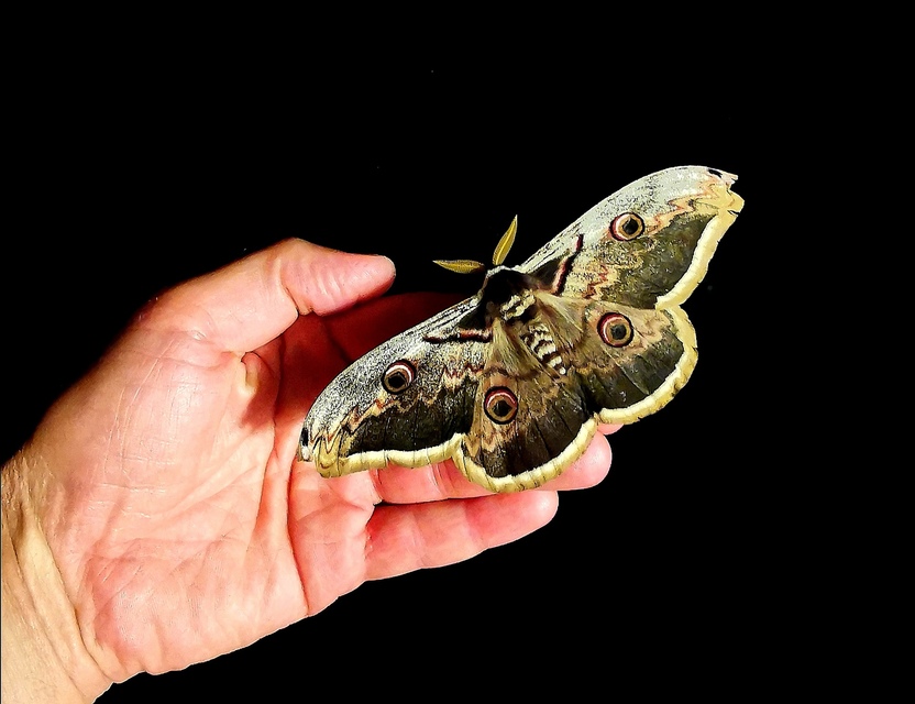 Saturnia pyri - nagy pávaszem