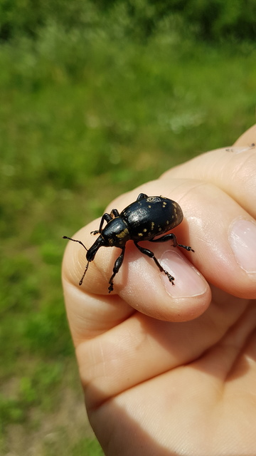 Liparus glabrirostris - közönséges acsalapuormányos