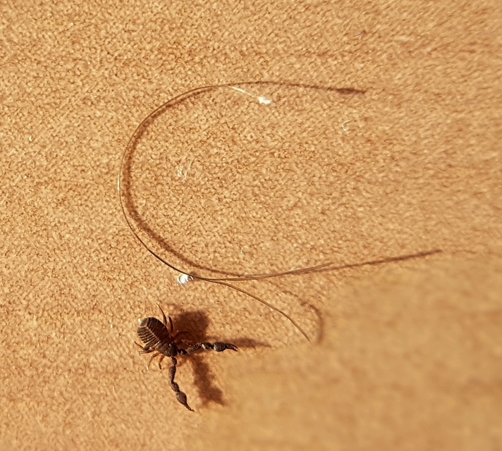 Pseudoscorpionida - Álskorpiók