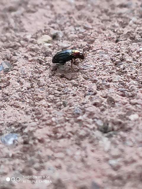 Crepidodera aurata - ékes fűz-földibolha