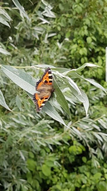 Nymphalis urticae - kis rókalepke